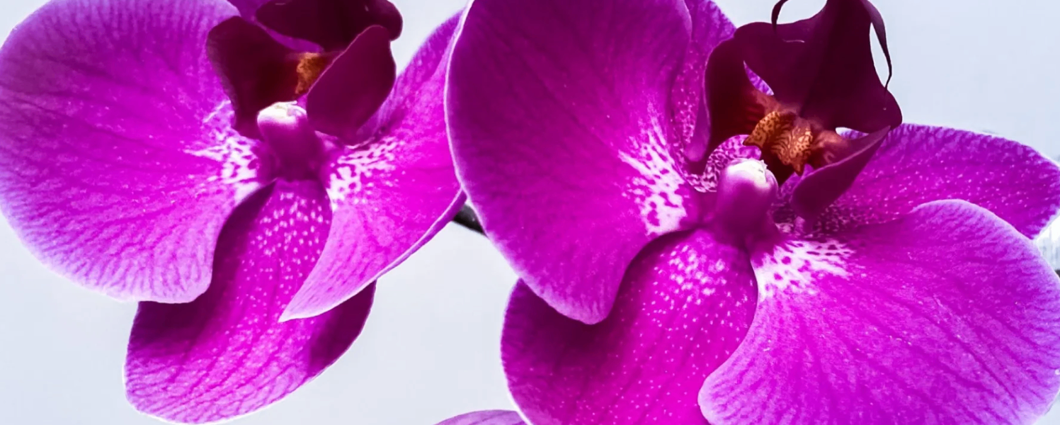 En el color de las orquídeas 